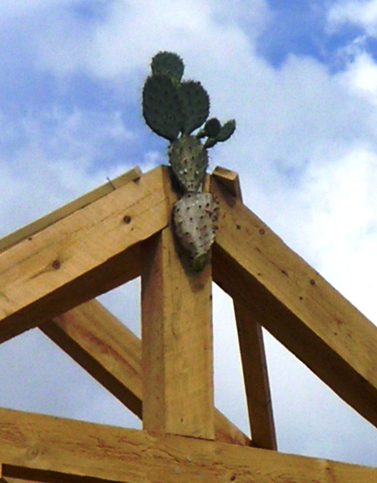 Timber Rafters